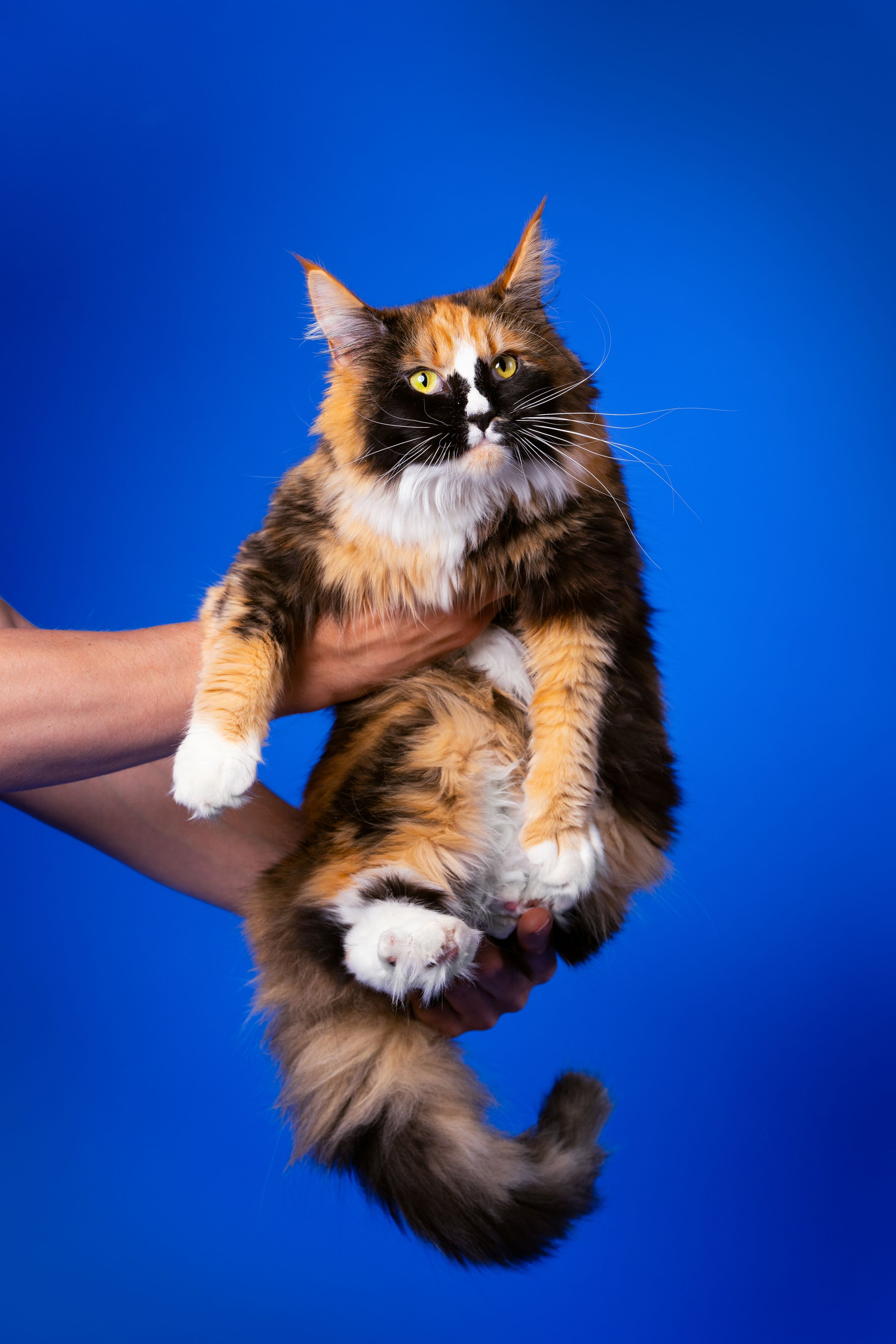 Maine coon poes studiosessie portret blauwe achtergrond
