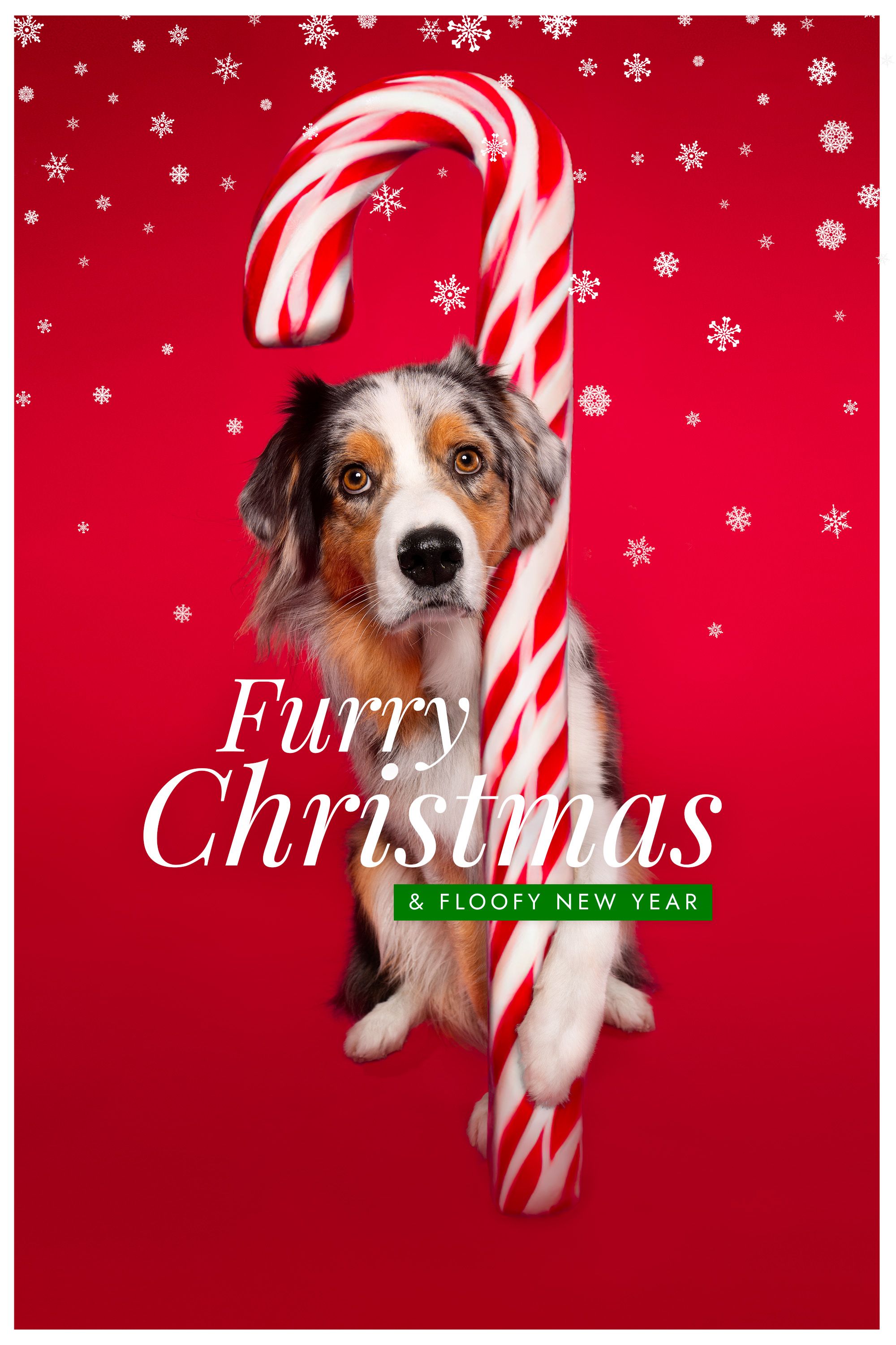 Kerstkaart Australian Shepherd met Candycain