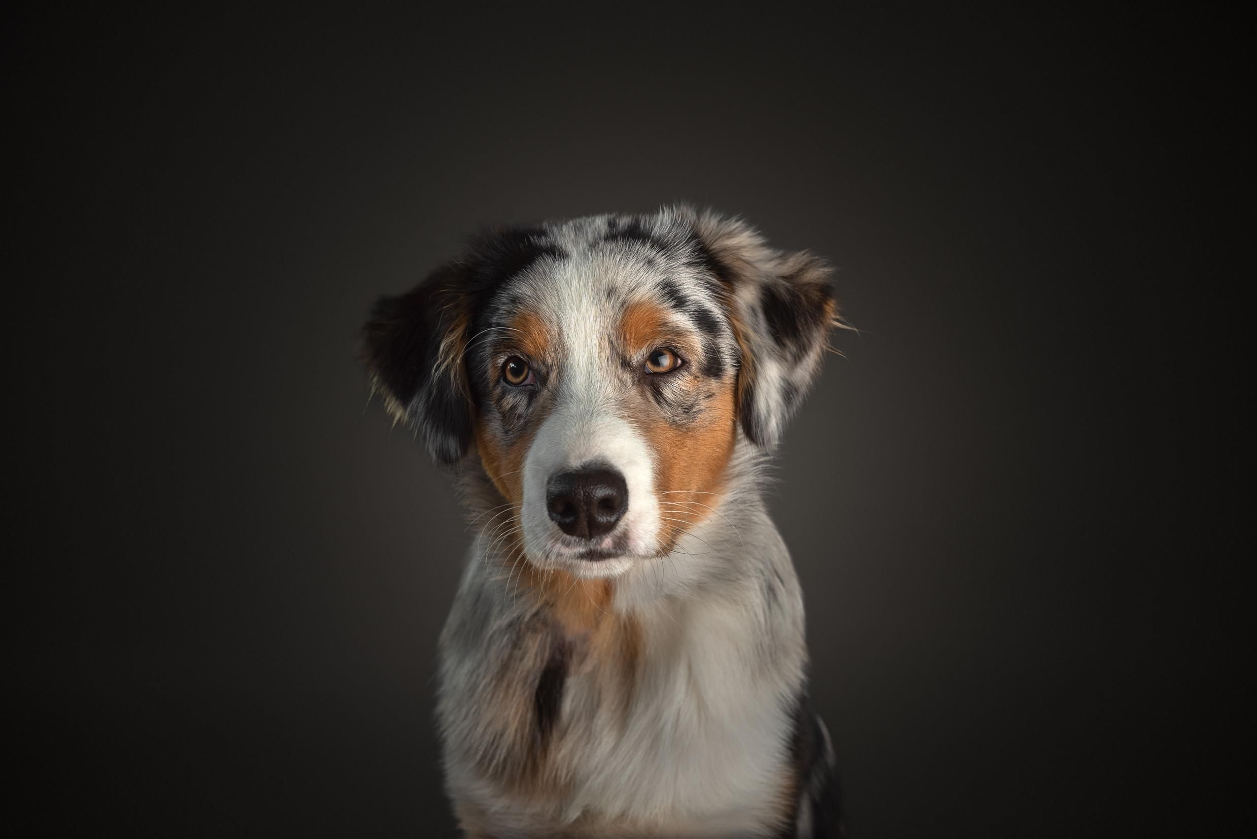 Australische Herder puppy portret fotostudio hondenfotografie