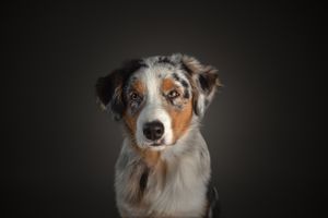 Australische Herder puppy portret fotostudio hondenfotografie