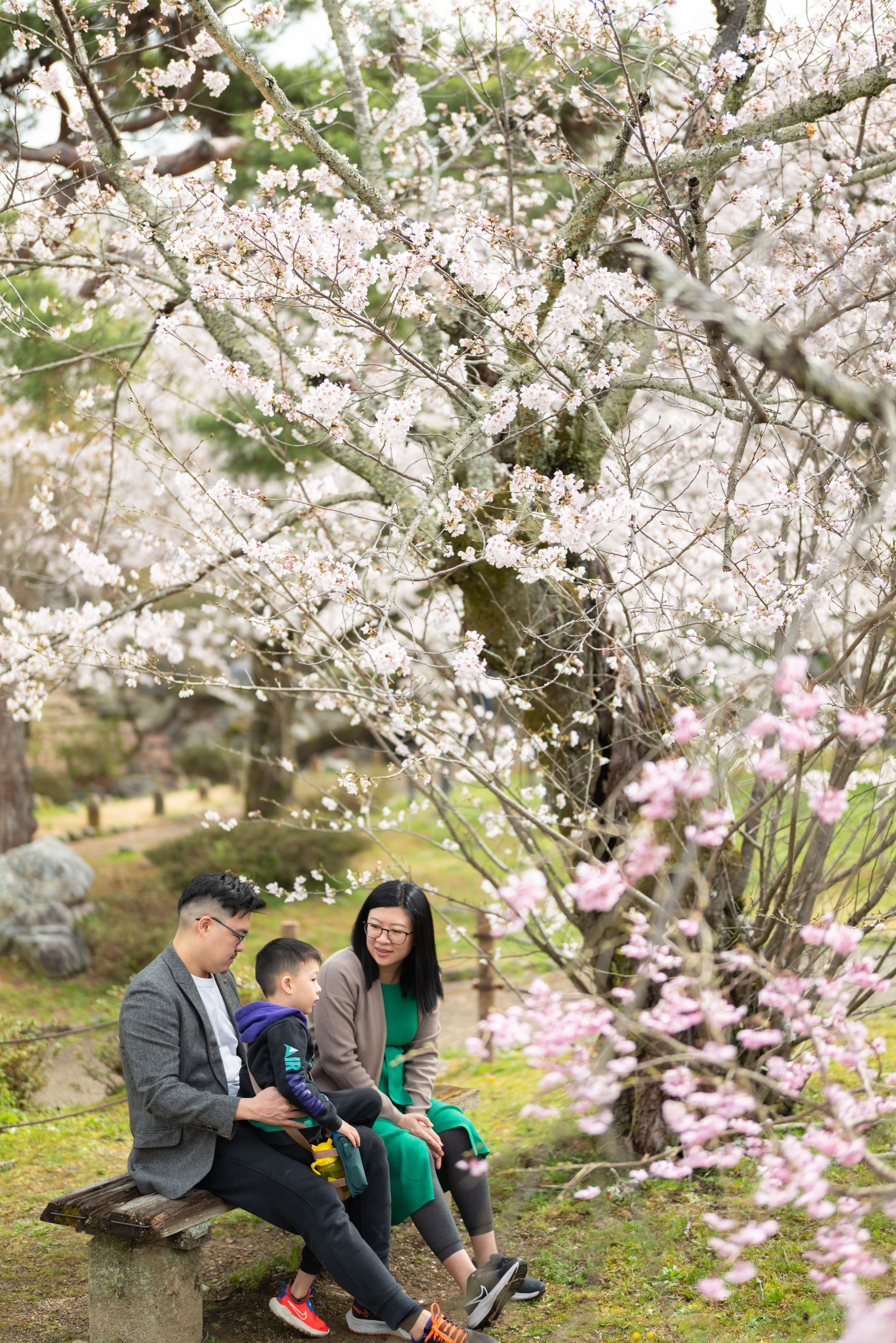 Family sitting on stone bench under blooming cherry blossom trees in Japan.