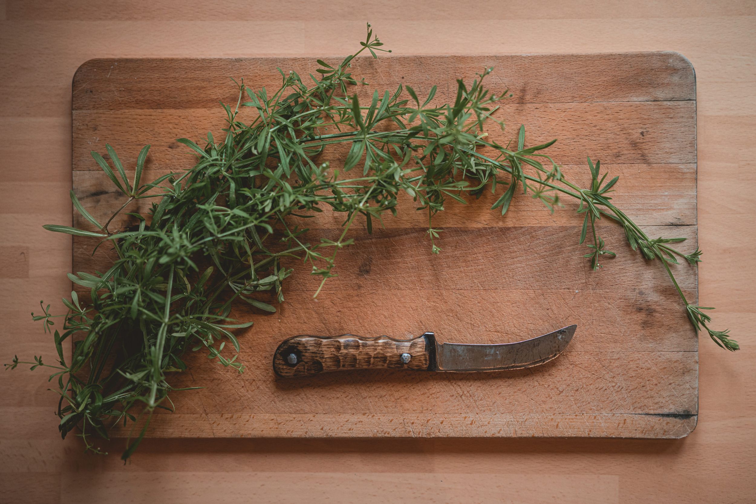 Cleavers - The Grizzly Forager: The Definitive Guide to Foraging with Kids