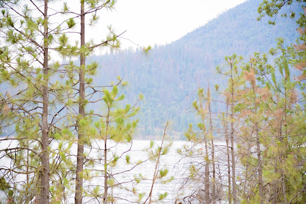 bass lake California destination wedding reception