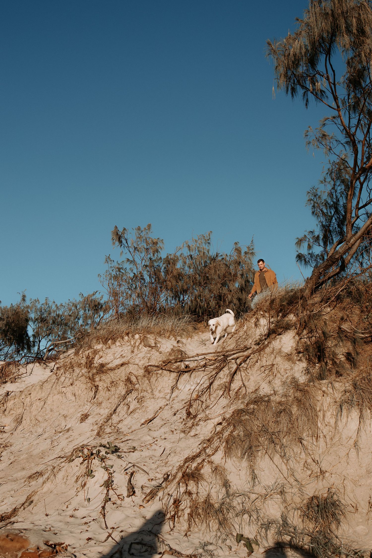 A white dog stands on a sandy cliff overlooking the beach with trees in the background.