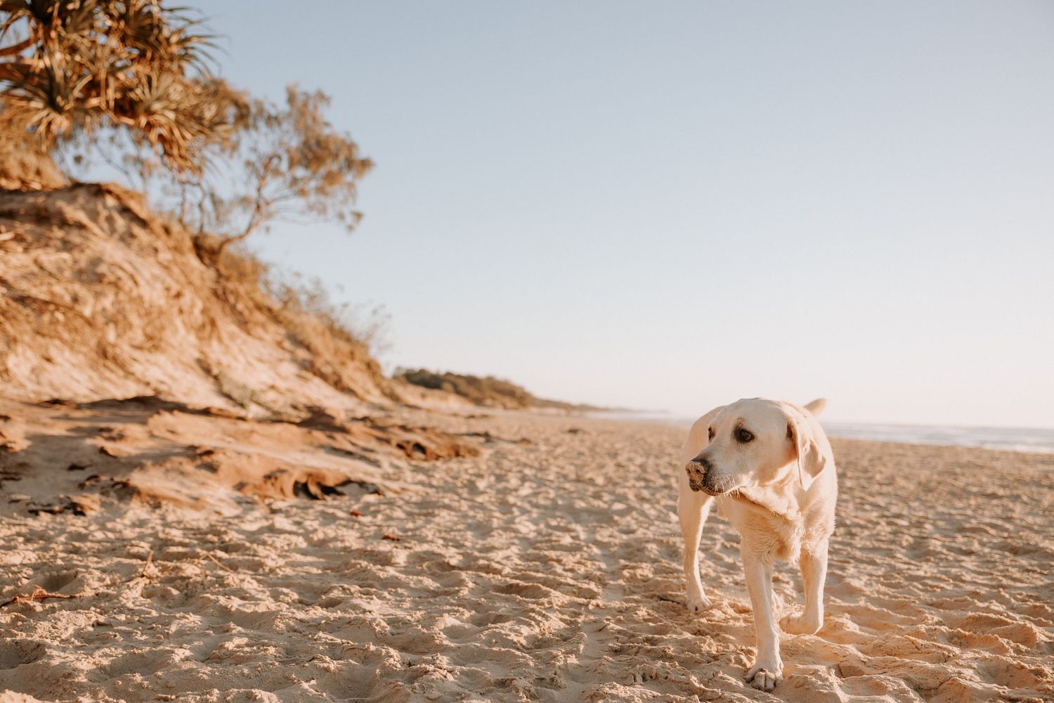 A white dog explores a sandy beach landscape with coastal dunes.