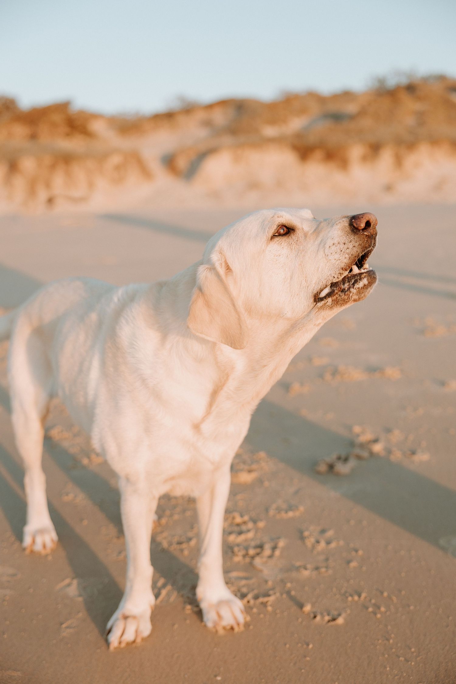 Portrait of white Labrador dog looking alert on sandy beach during golden hour.