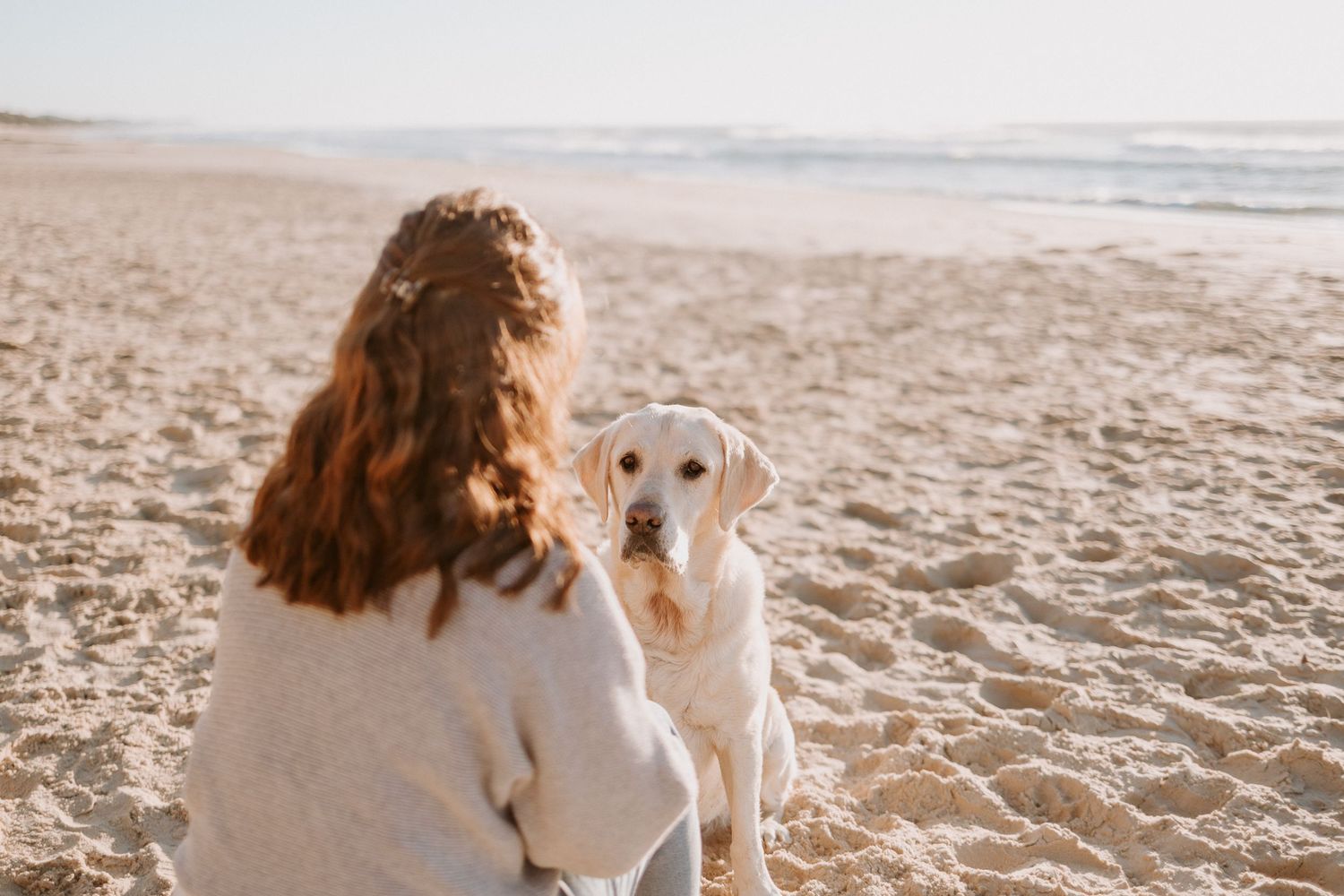 A person sits on the beach while their white Labrador looks at them attentively.