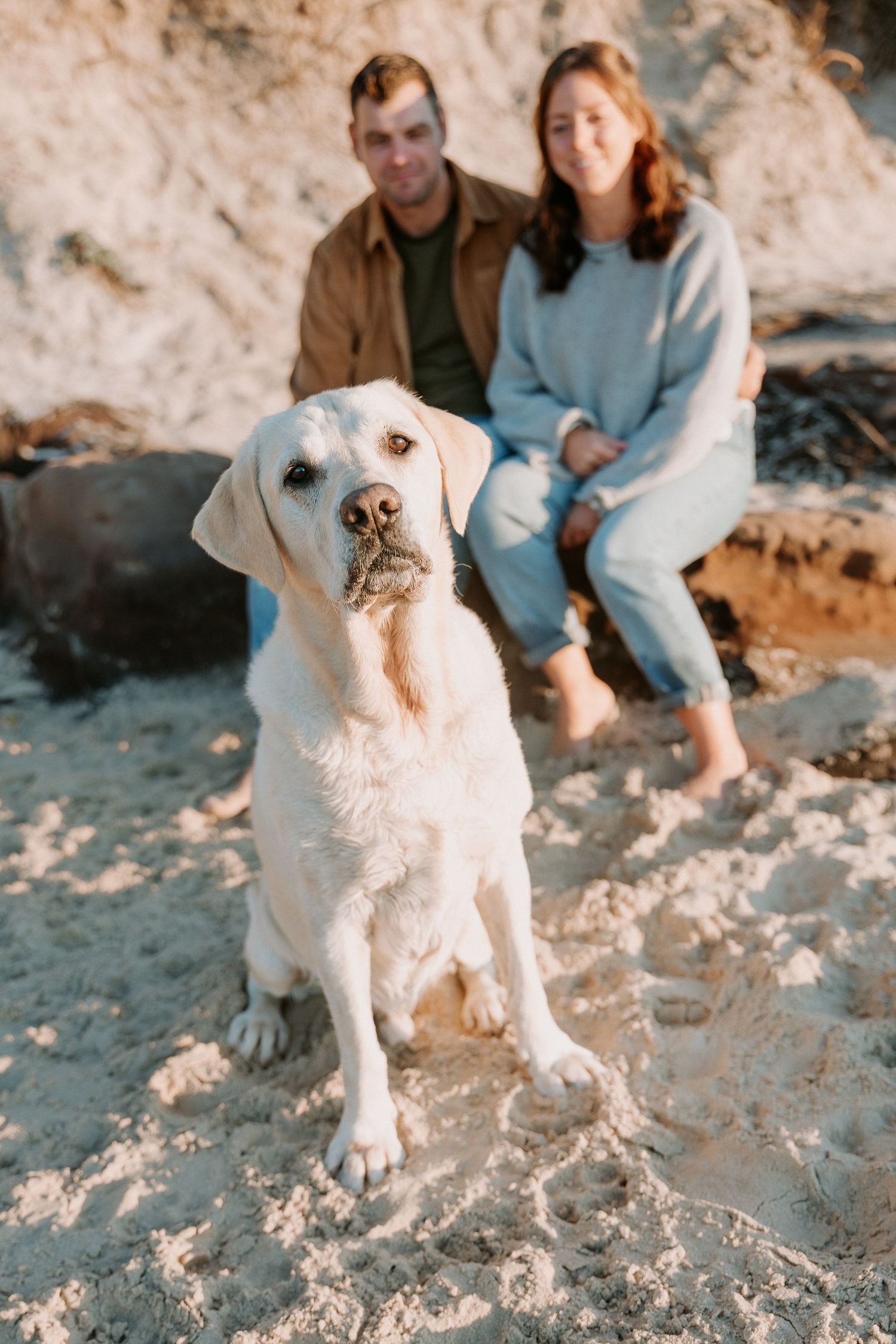 A white Labrador sits prominently on the beach with a sandy cliff backdrop.