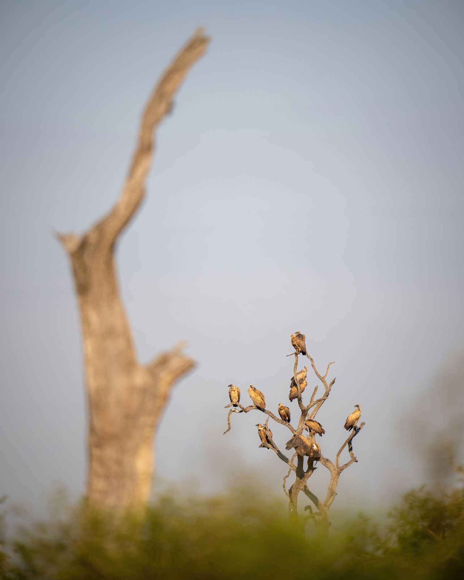 Small birds perched on dried branches against a misty sky with a dead tree in the background.