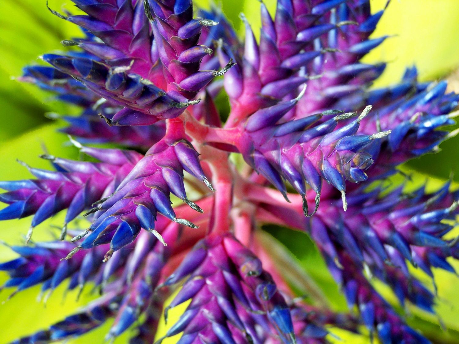 Purple Passion