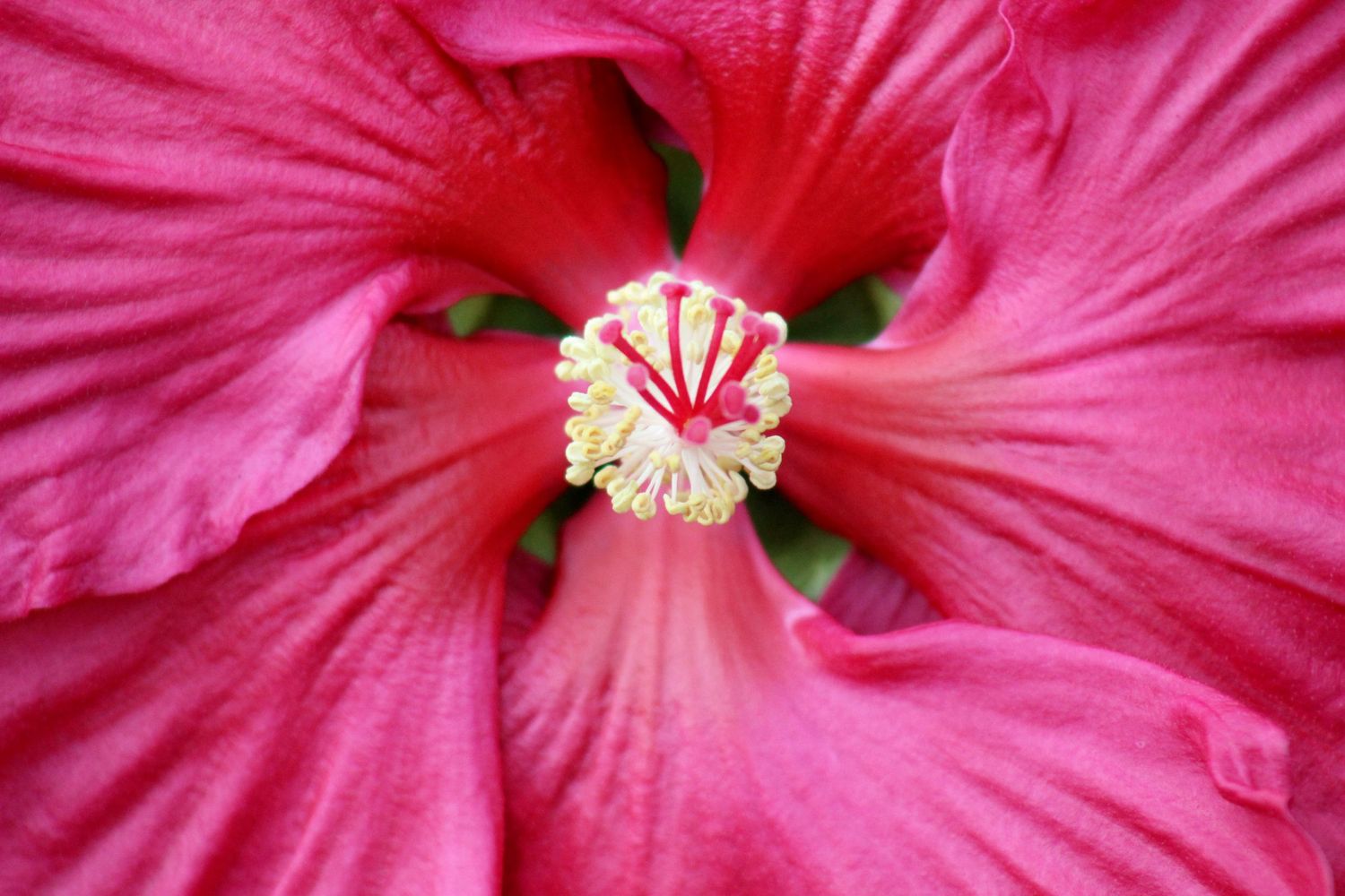 Take A Pink