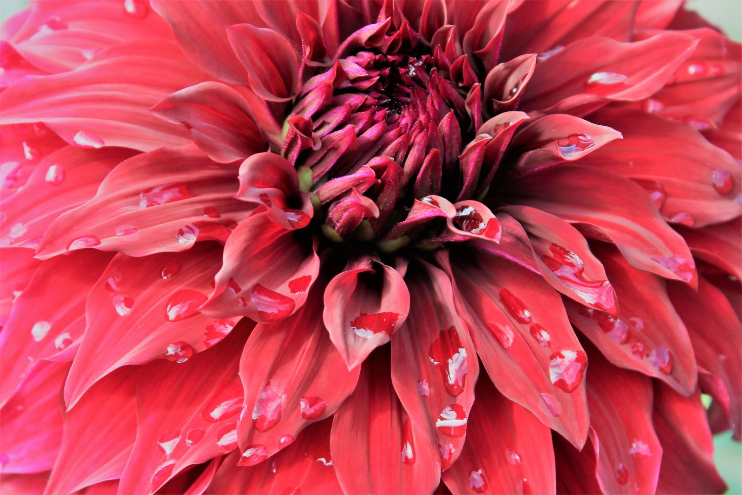 Spartacus Dahlia