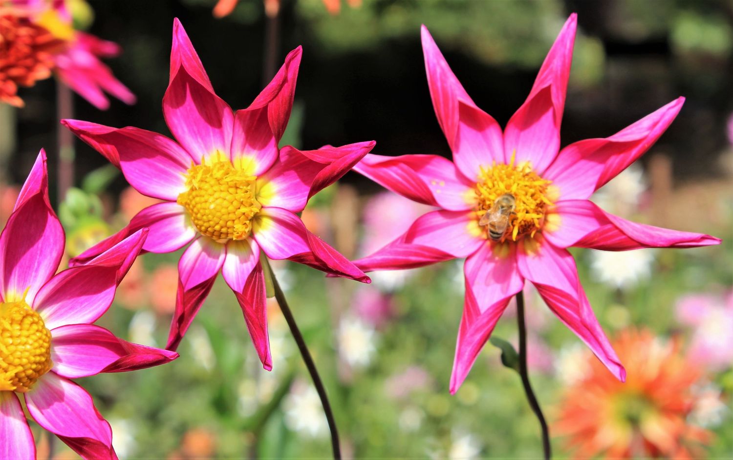Tahoma Star Dahlias