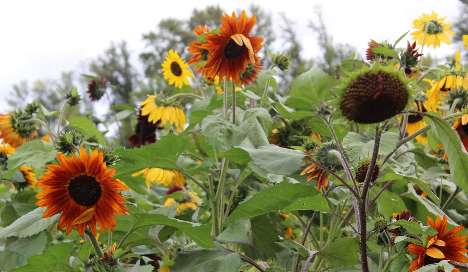 Sunflower Fields Forever