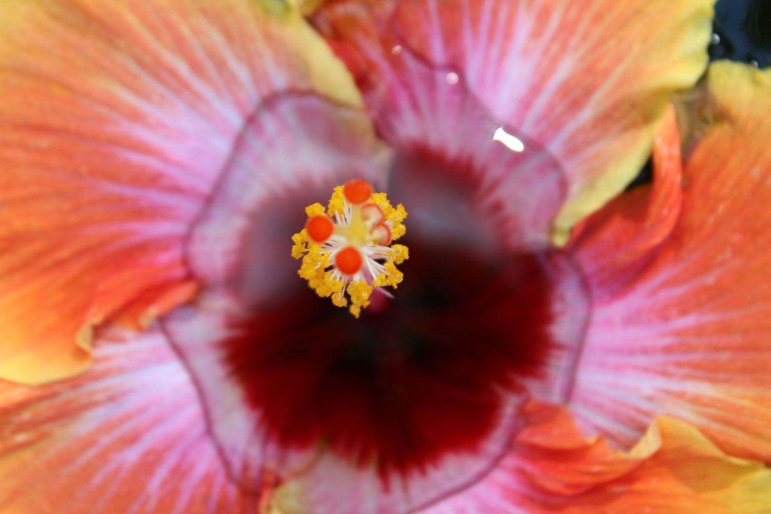 Trippy Hibiscus