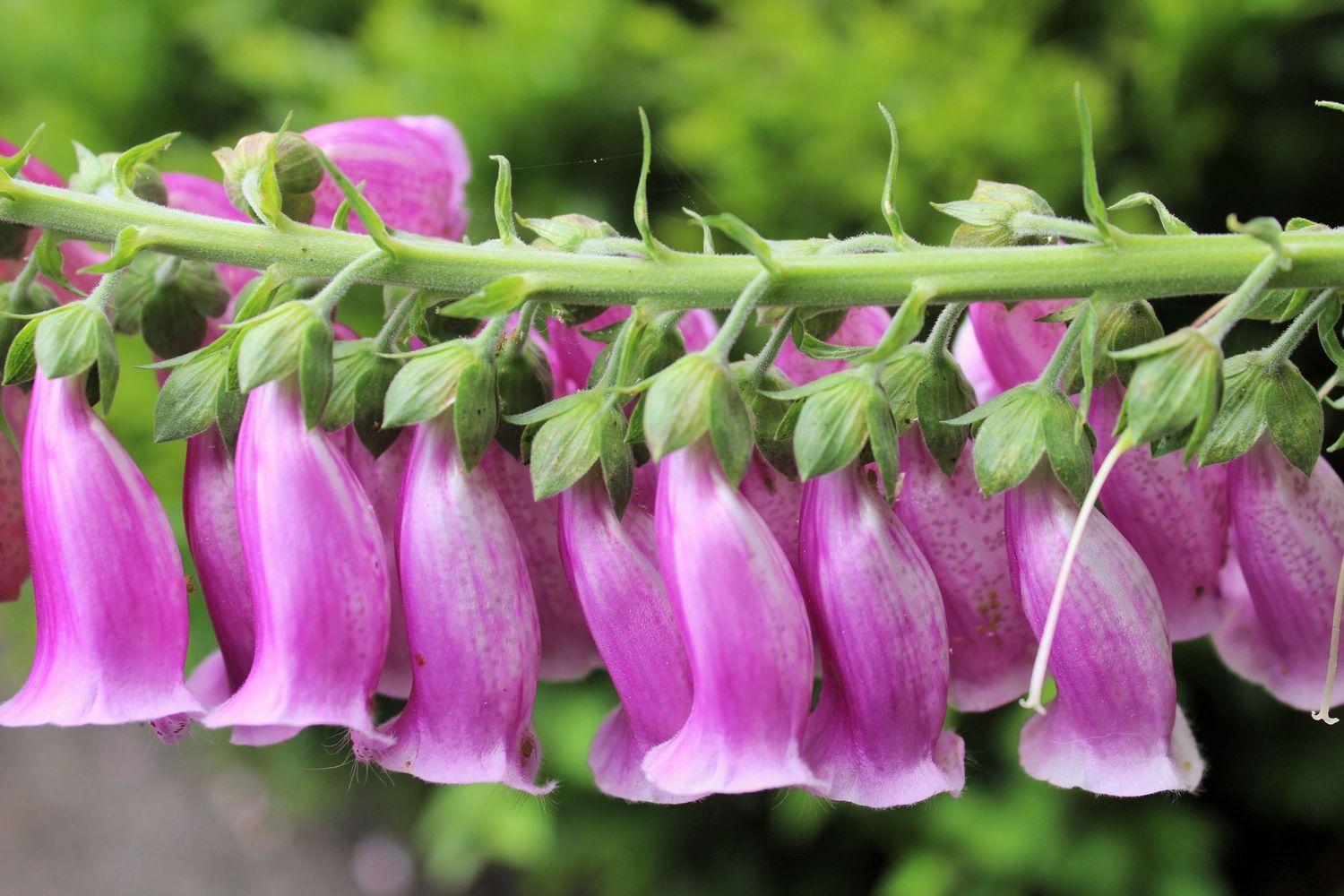 Foxgloves