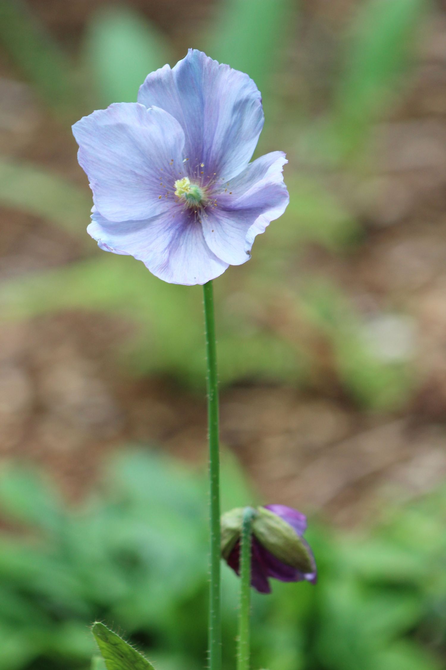 Iris Poppy