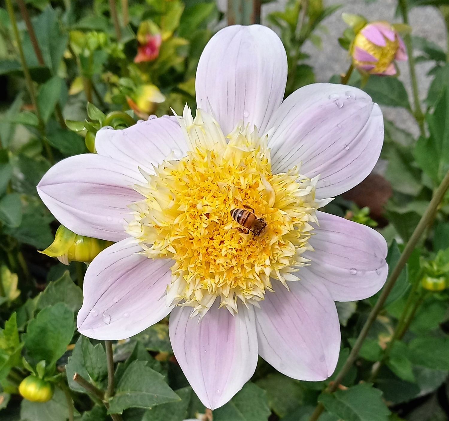 Bee Happy