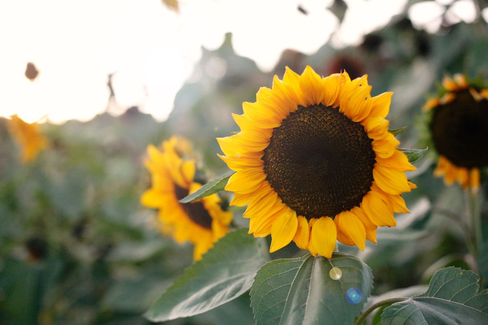 Vibrant yellow sunflower in full bloom against a soft bokeh background during golden hour.