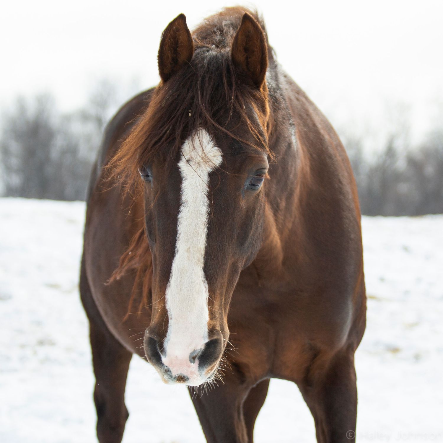 Cute morgan horse named Gilligan
