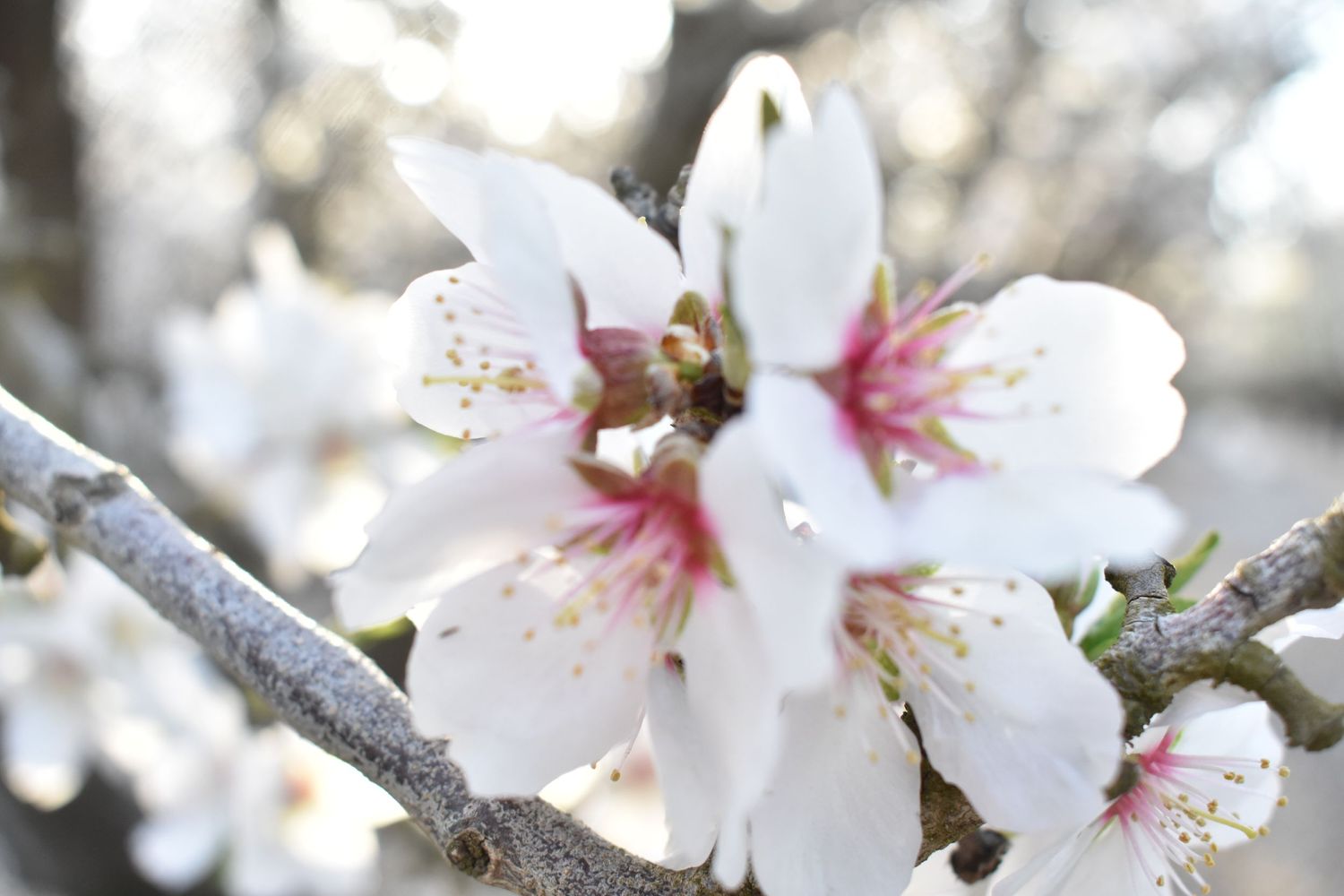 almond flowers