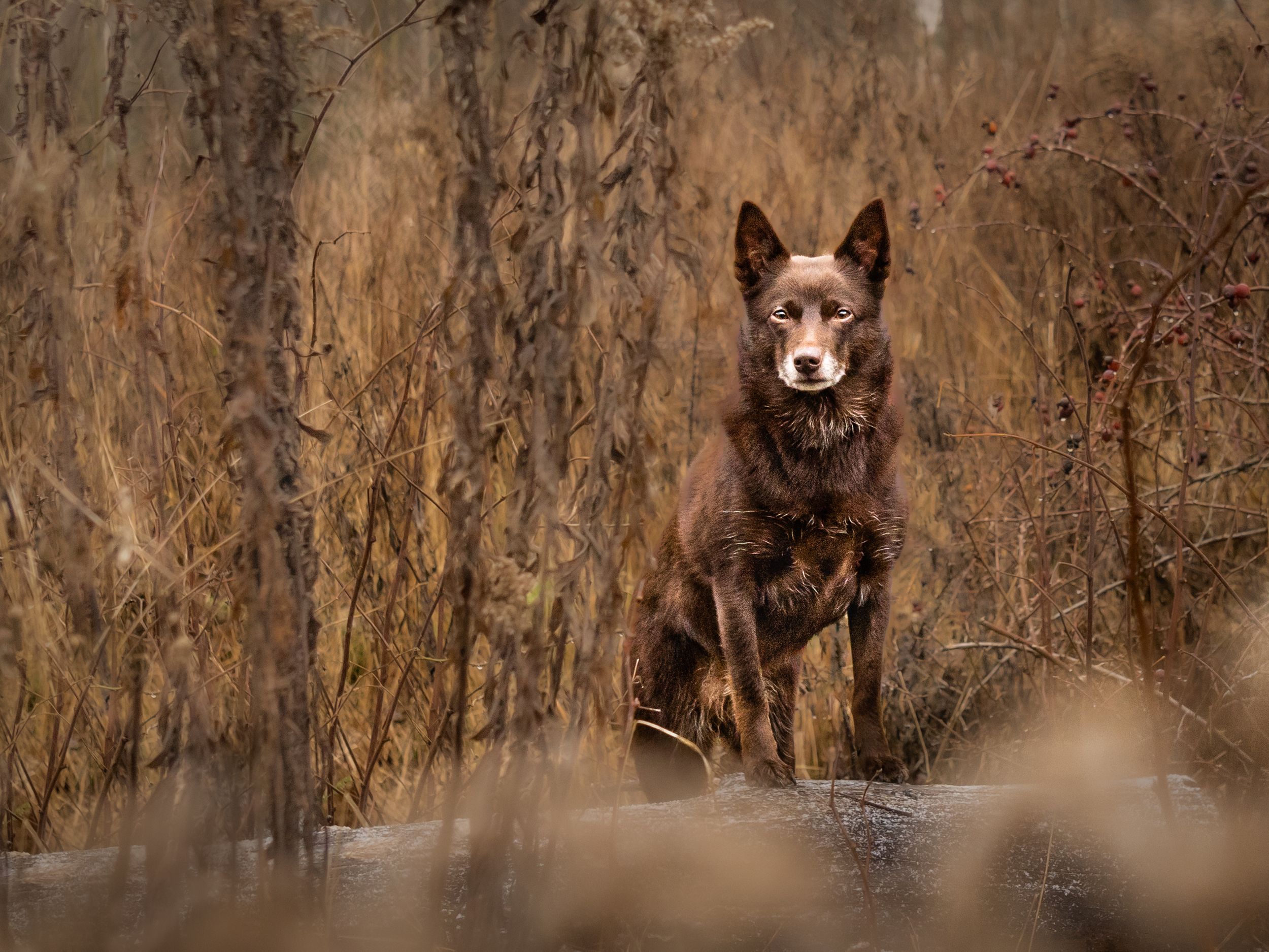 Hundeportrett, hundefotografi, Australsk Kelpie, sjokoladefarget, høsthund