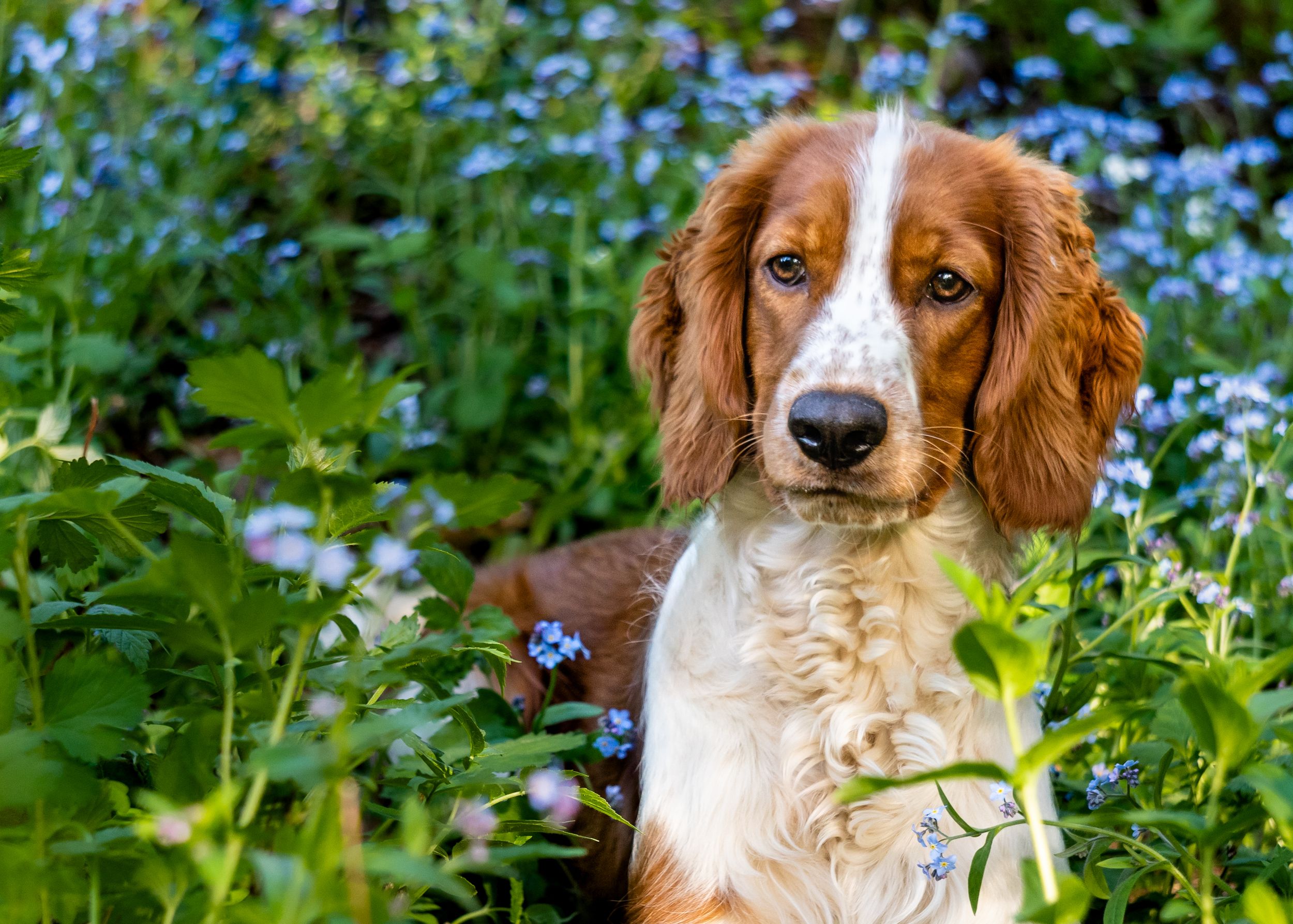 Welsh Springer Spaniel, hundefoto, hundeportrett, kjæledyrfoto, Bærum, Asker