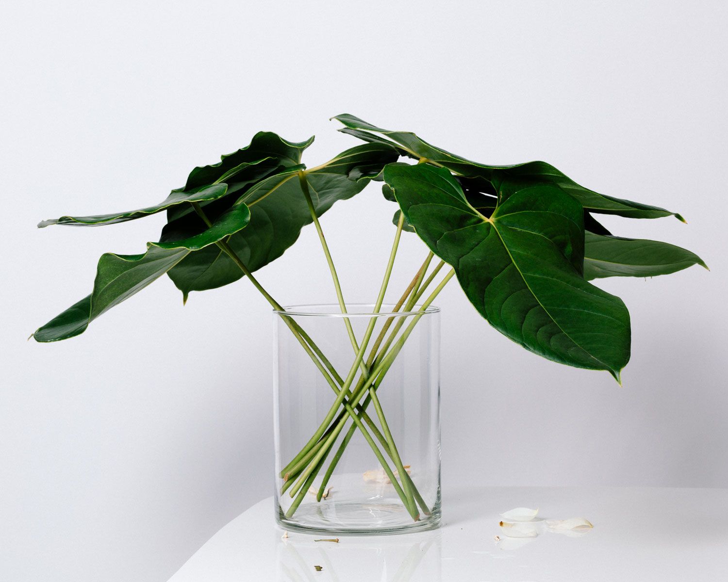 Minimalistic image of tropical leaves bunched up in a clear vase on white table