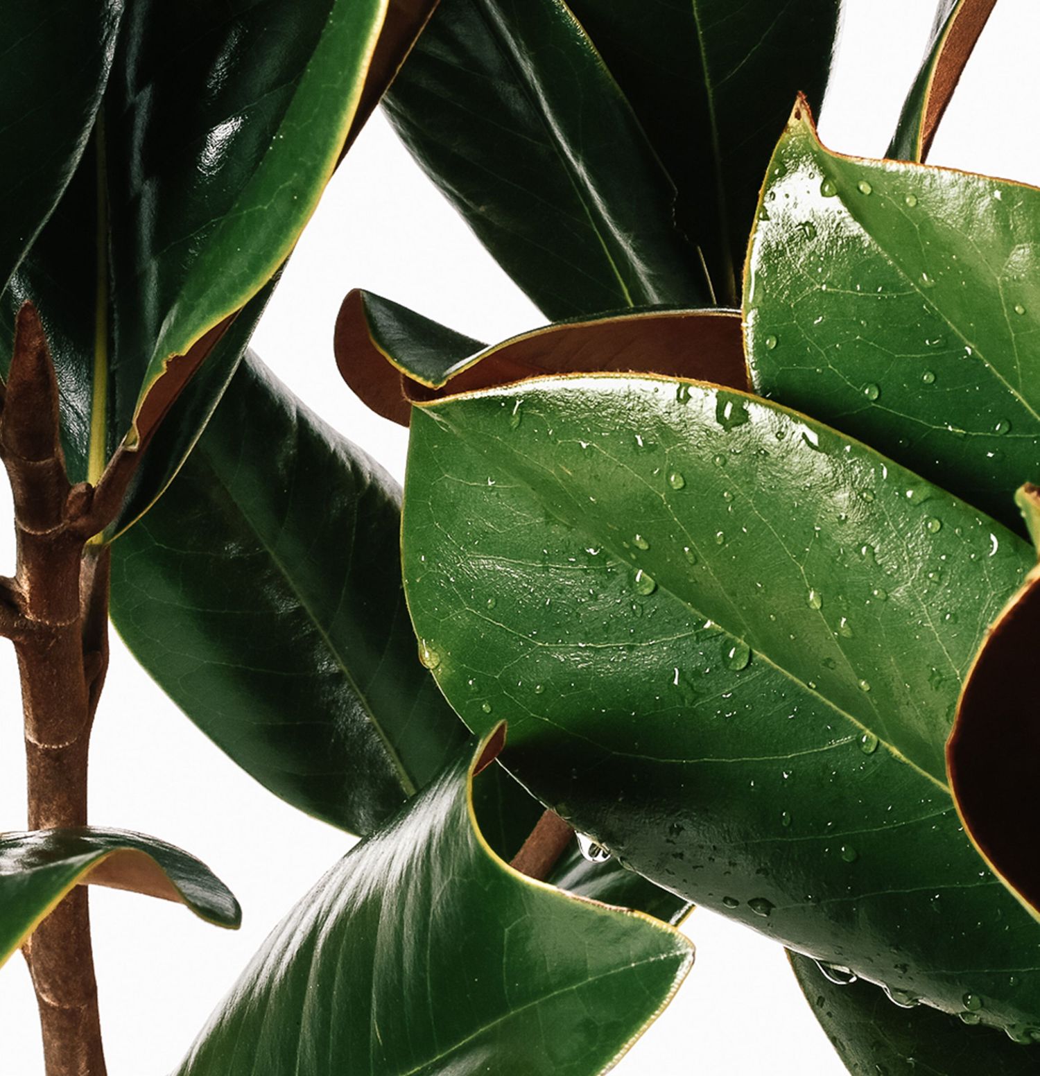 Closeup Photograph of Green Tropical Plant Leaves