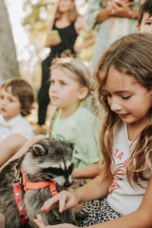 Close-up of people gently petting a raccoon with grey and black fur wearing a red collar.