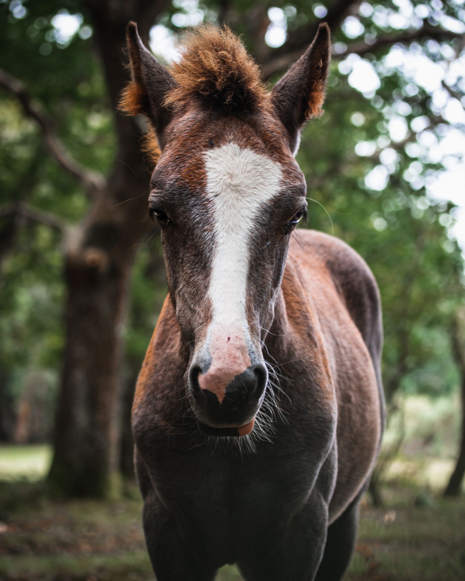 new forest horse