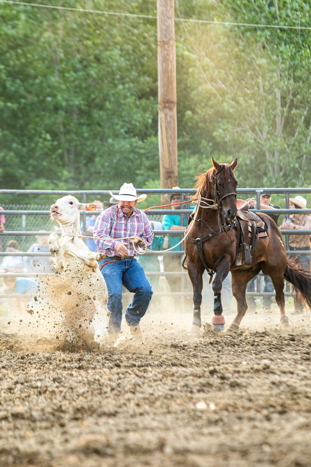 Steer wrestling competition in muddy arena with spectators watching from sidelines.