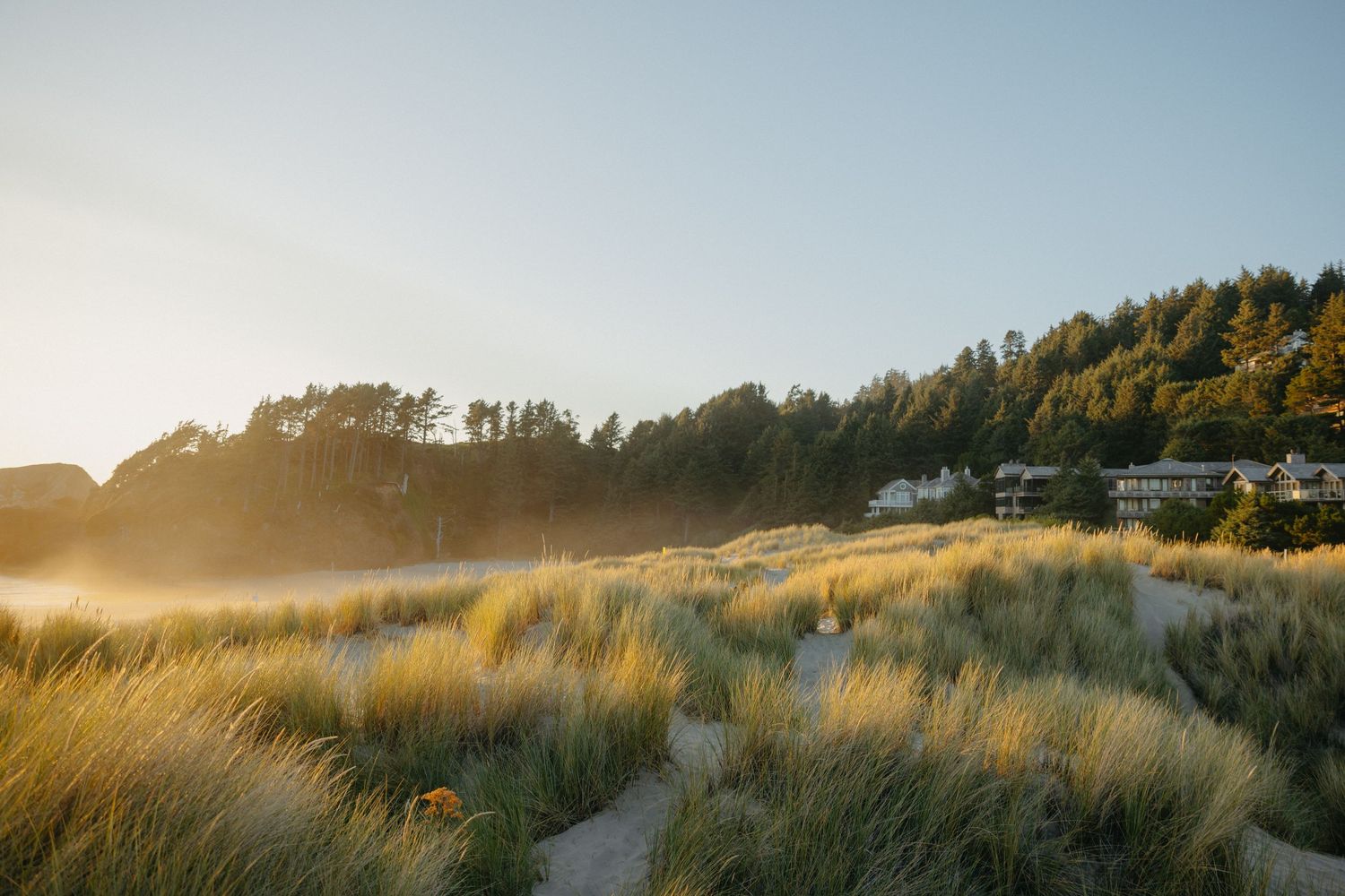 Beach landscape at sunset wtih tall grass and beach homes in the background.