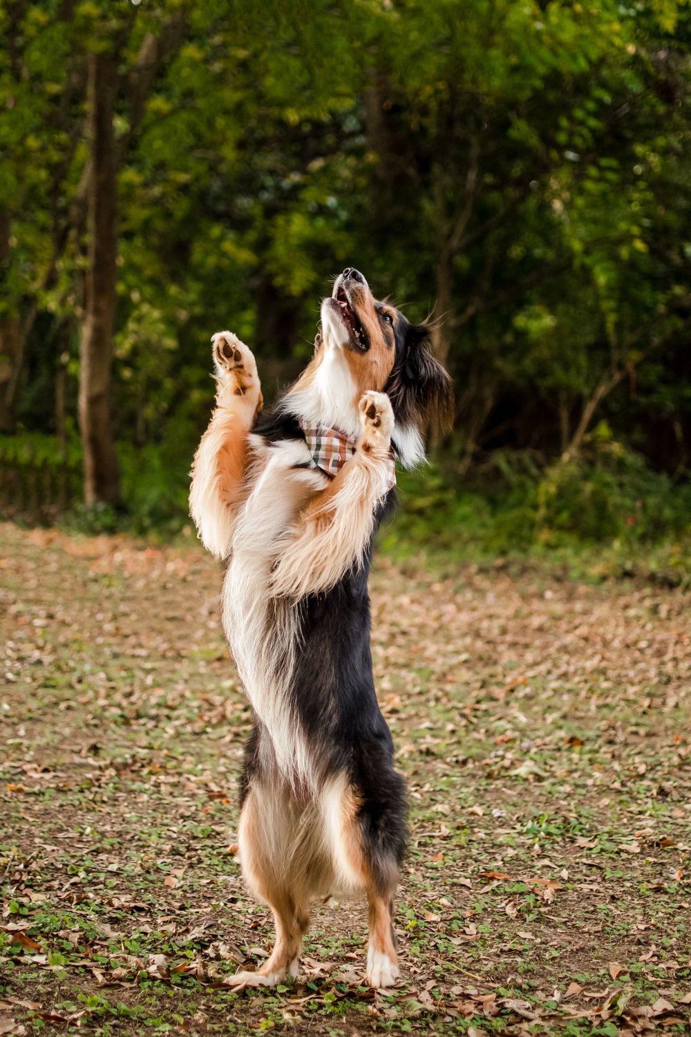 A dog - an Australian Shepherd mix - is standing on their back legs and jumping up and down.