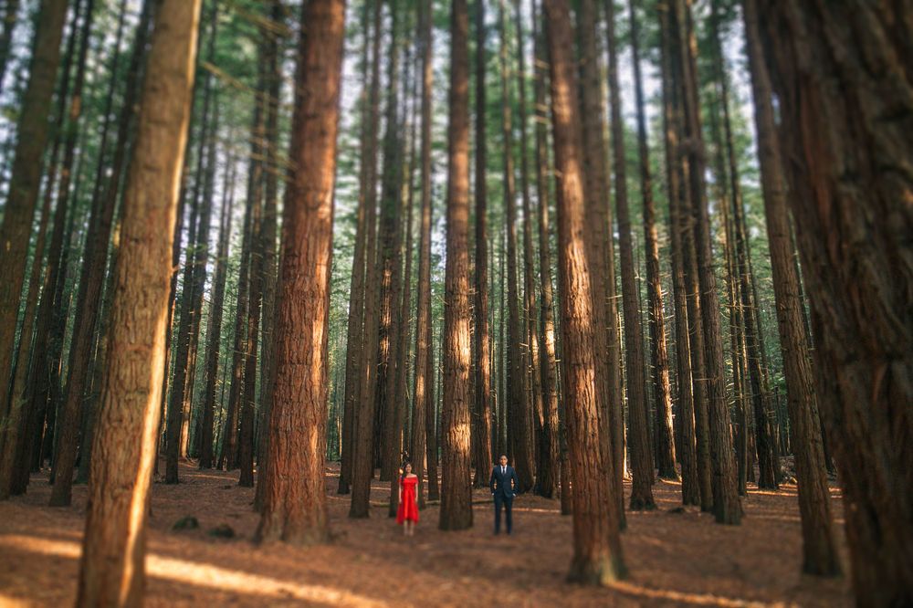 A couple in red and blue stands among towering redwood trees in a sunlit forest.