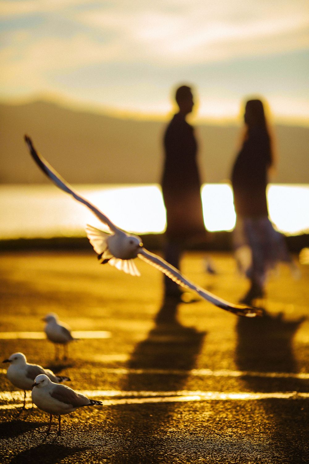 Silhouette of couple standing on waterfront at golden sunset with seagulls flying nearby.