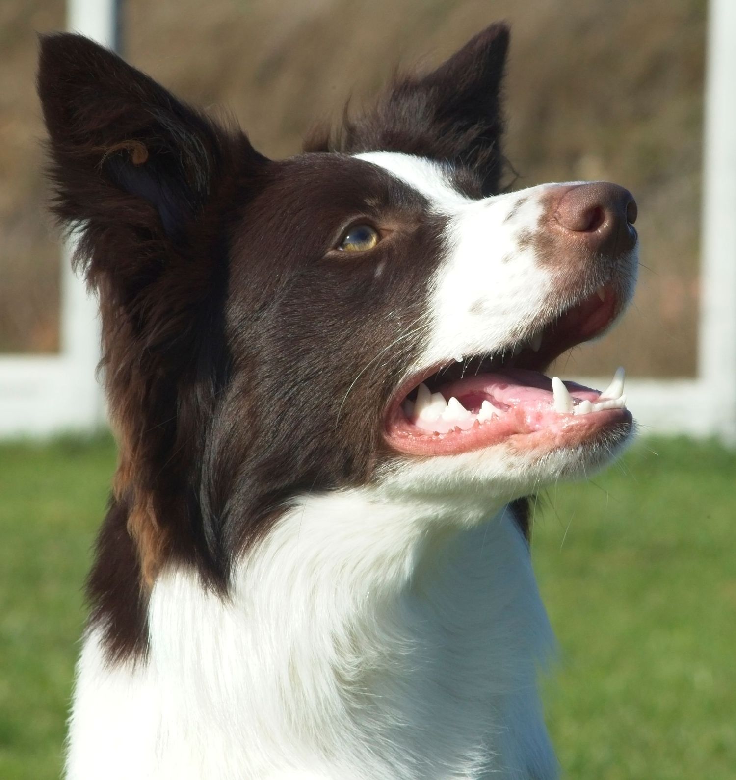 C1, Liver and White Border Collie