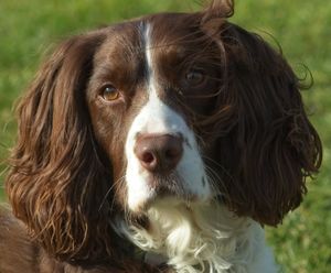 K1. Liver and White Springer Spaniel.