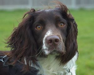 TH1, Dark Liver and White Springer Spaniel.