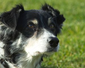 T2, Tri Border Collie.