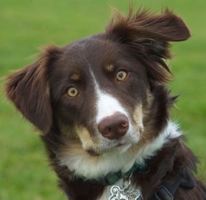 W1, Red Tri Border Collie