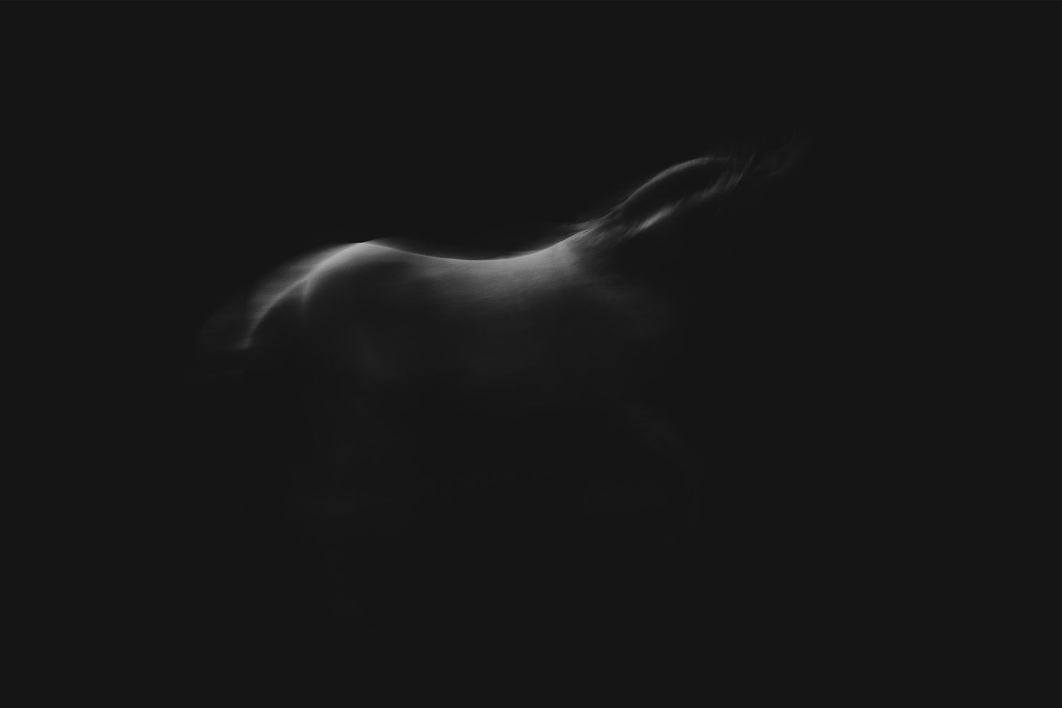 Minimalist black and white silhouette of a horse's graceful curves.