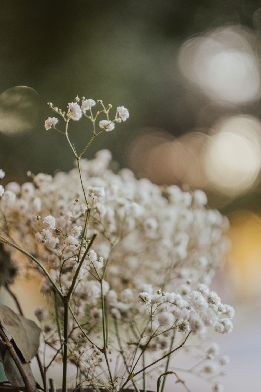 Flores de gipsofila brancas em foco suave com iluminação bokeh delicada.