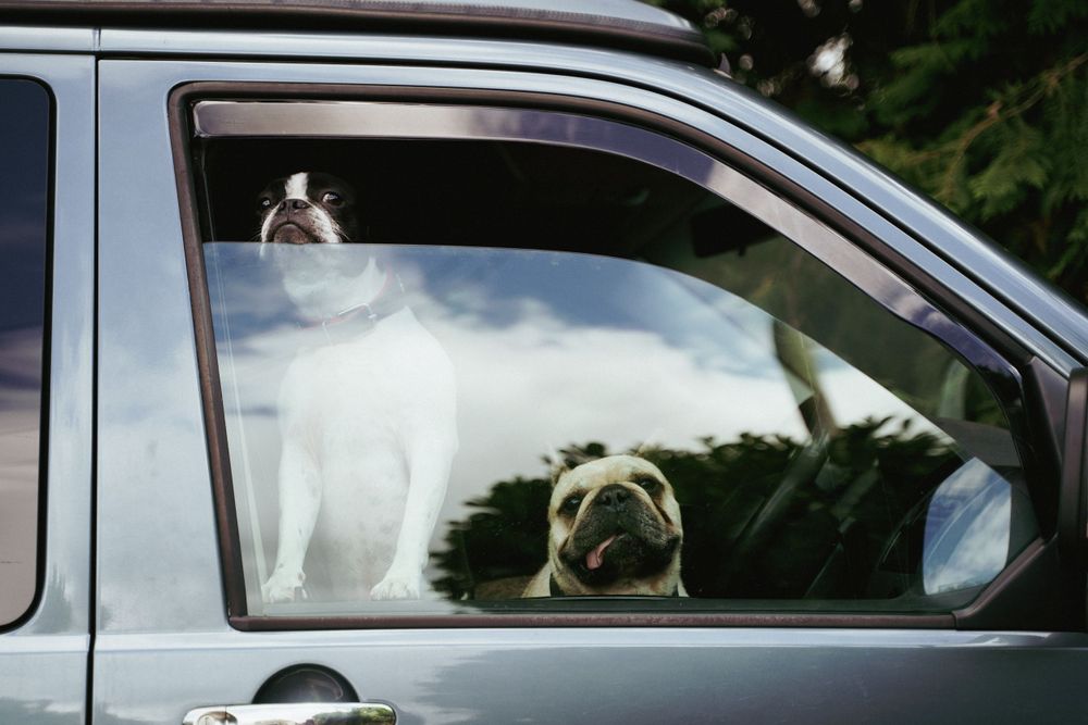 Two dogs, a white dog and a pug, peer out of a gray van's side window while waiting inside the parked vehicle.