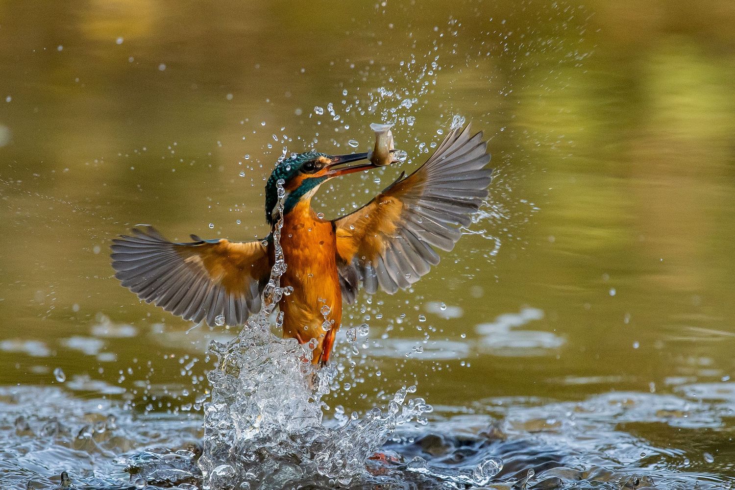 A kingfisher bird emerges from water with spread wings creating dramatic splashes in golden sunlight.