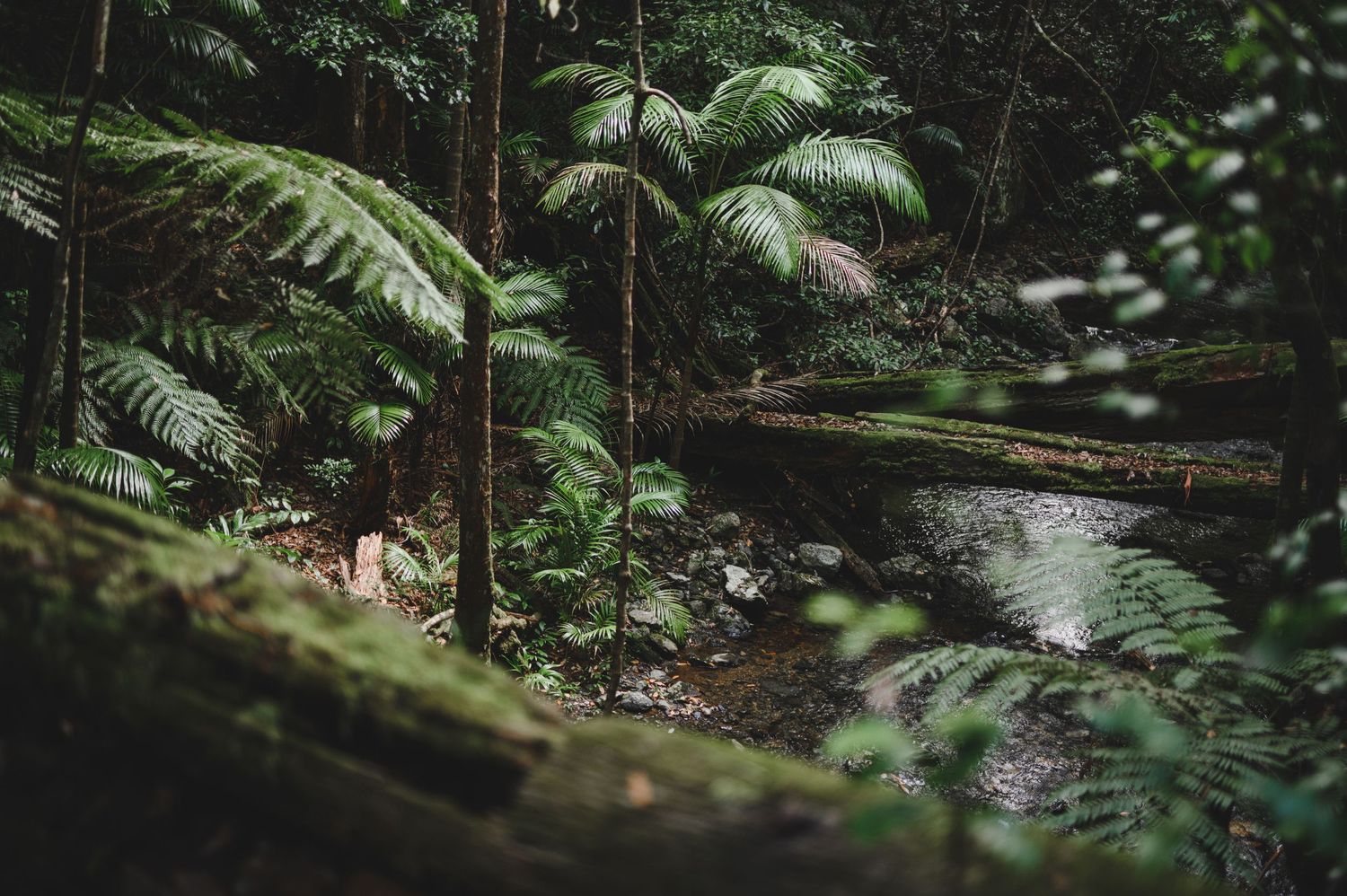 Rainforest with palm trees and river