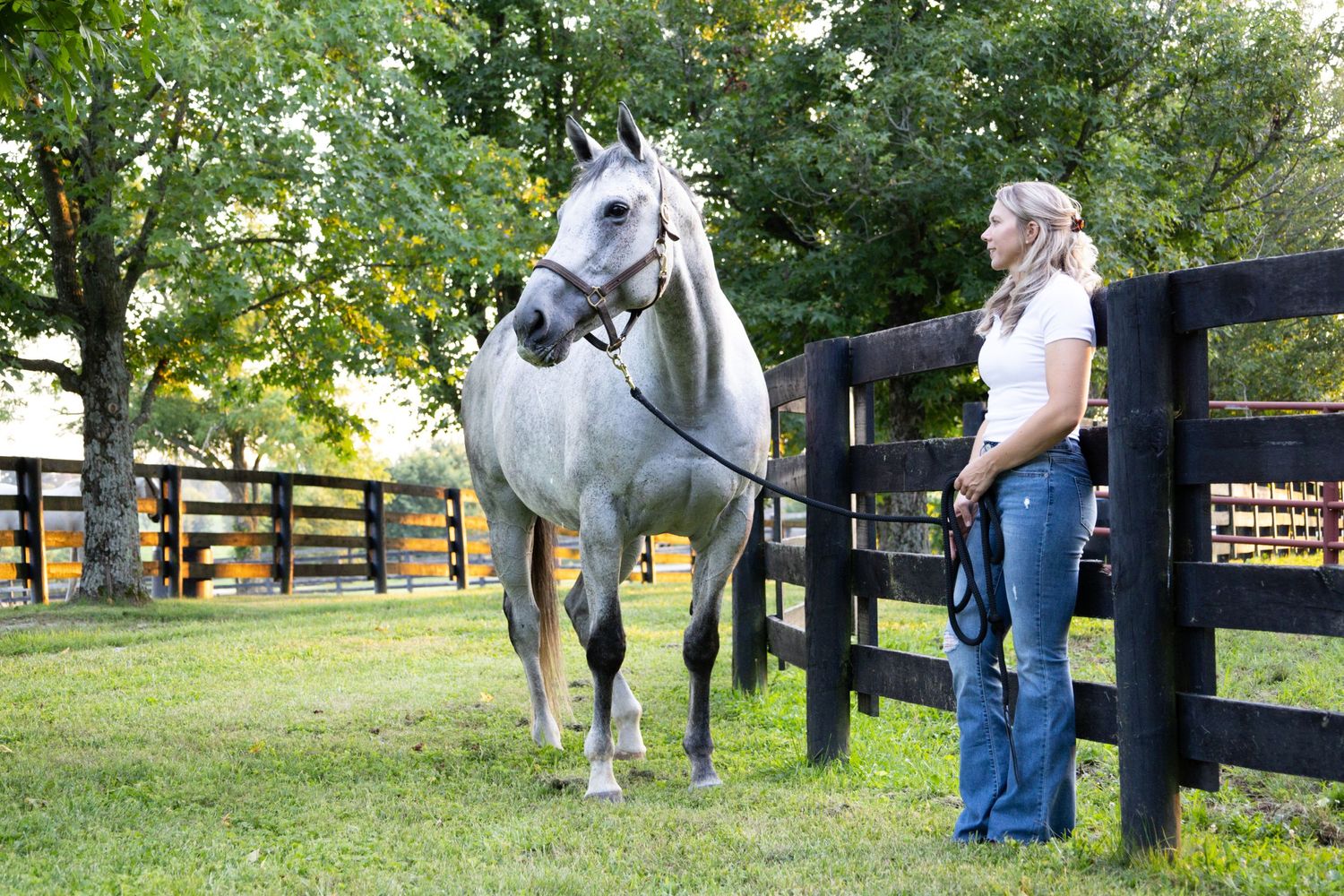 Equine Photographer in Lexington Kentucky, horse photography, equine photography,  black background horse, equine fine art photographer