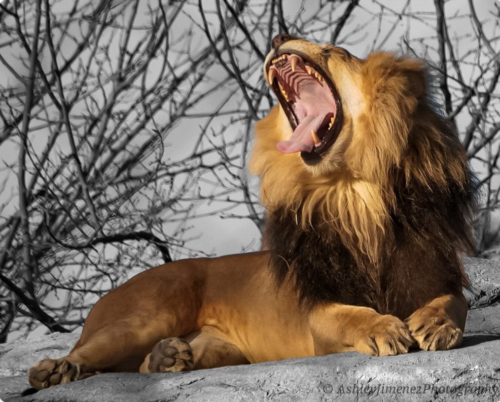 zoo
lion
animal photographer
animal photography
wildlife photographer
wildlife photography
Fresno photographer
zoo