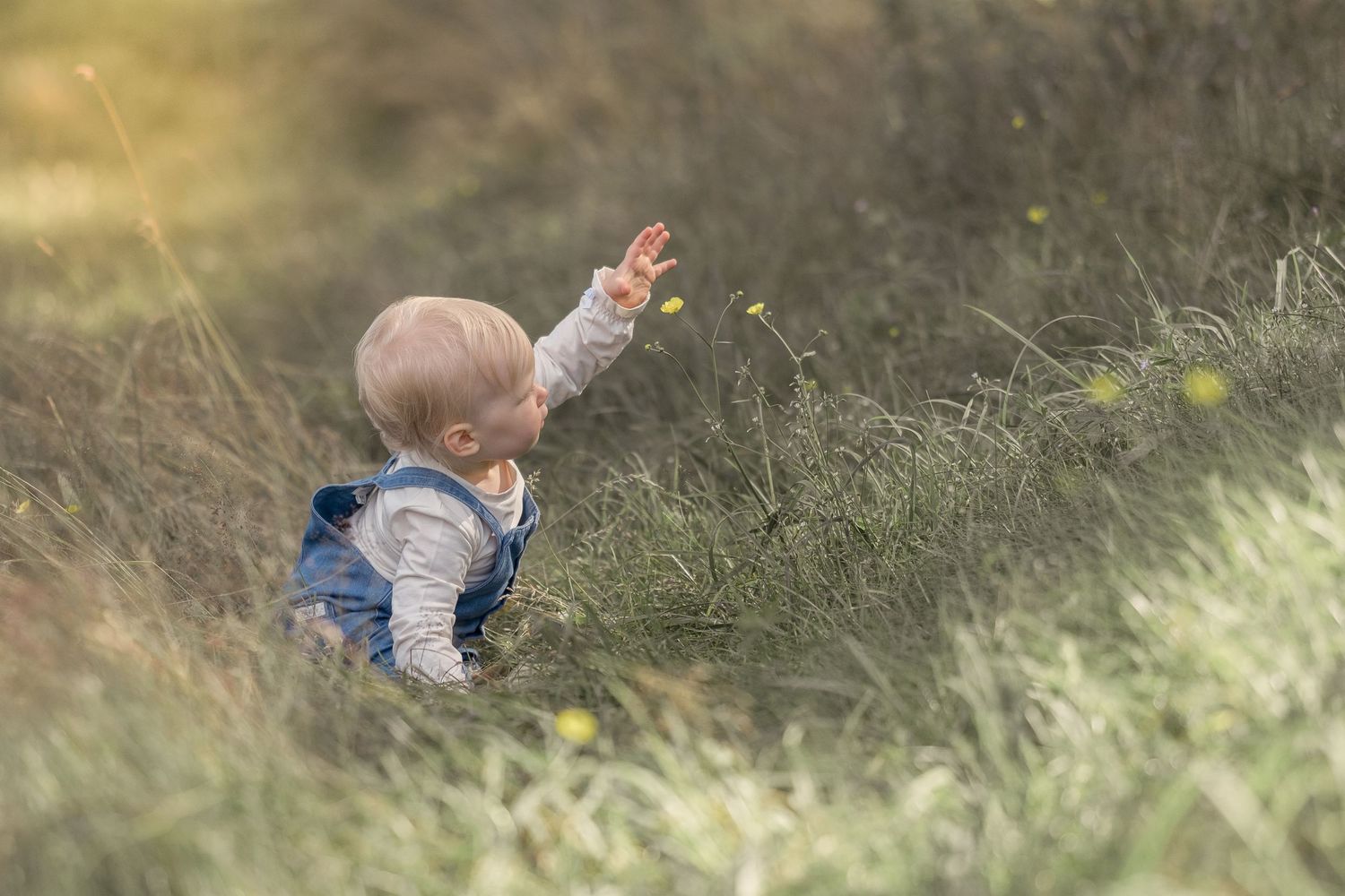 1-åring i blomstereng fra Jørpeland