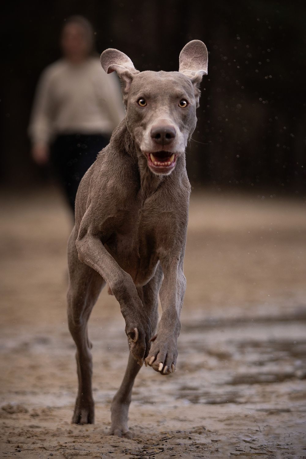Hond in actie fotosessie Herperduin